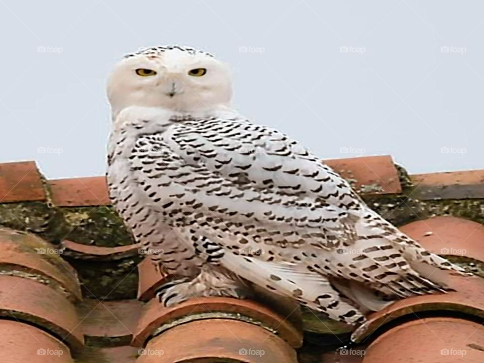 Snowy owl visiting Asturias