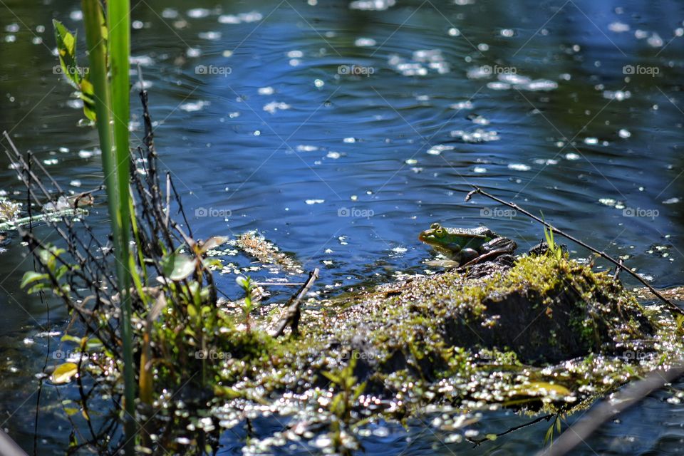 Water, Reflection, Nature, Lake, Pool