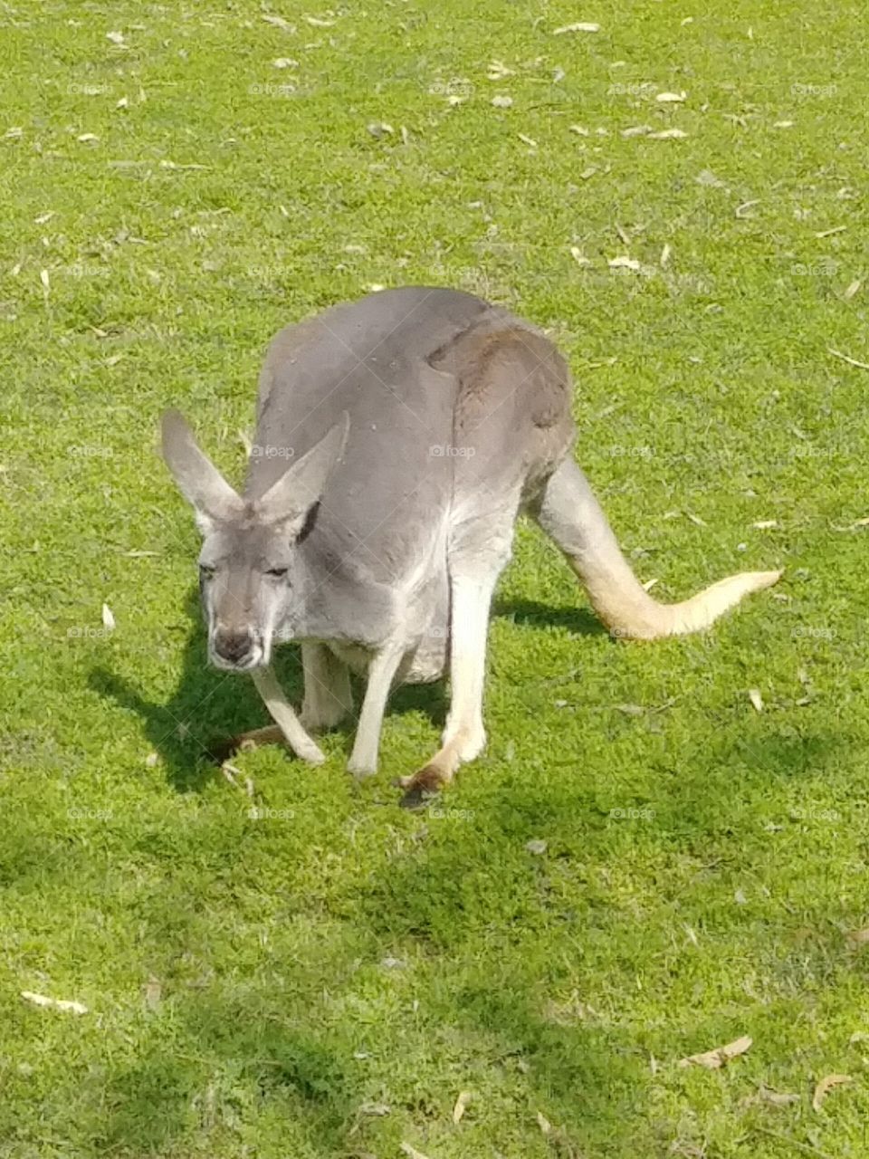 Kangaroo Expecting