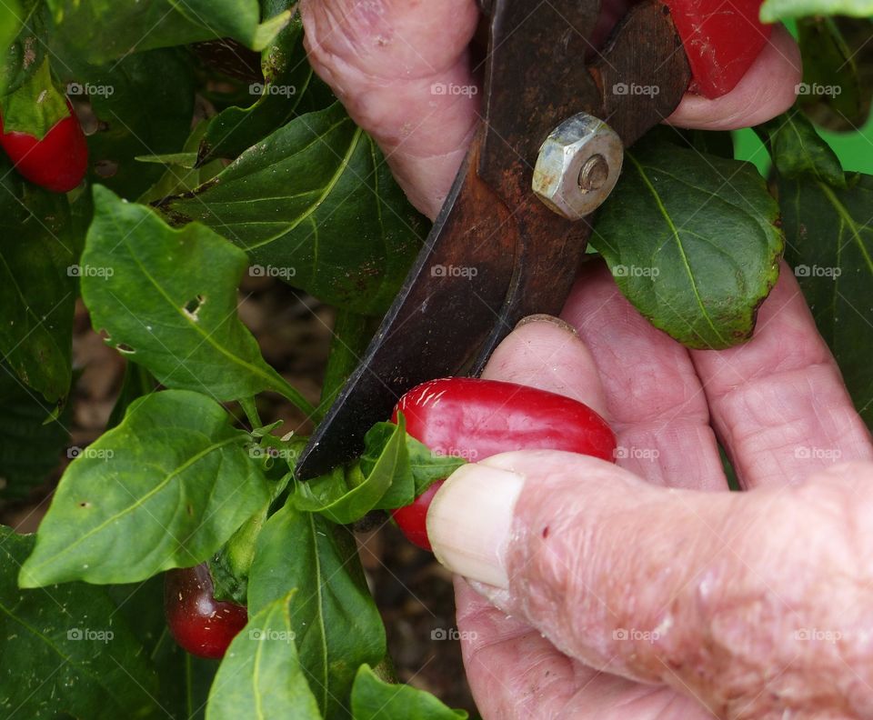 Harvesting peppers 