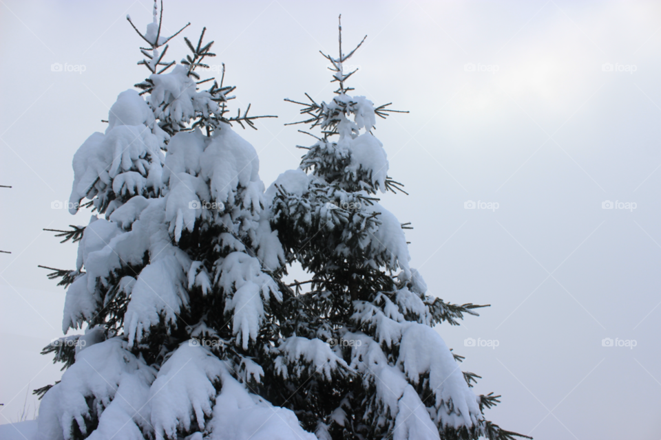 snow winter white tree by Elina