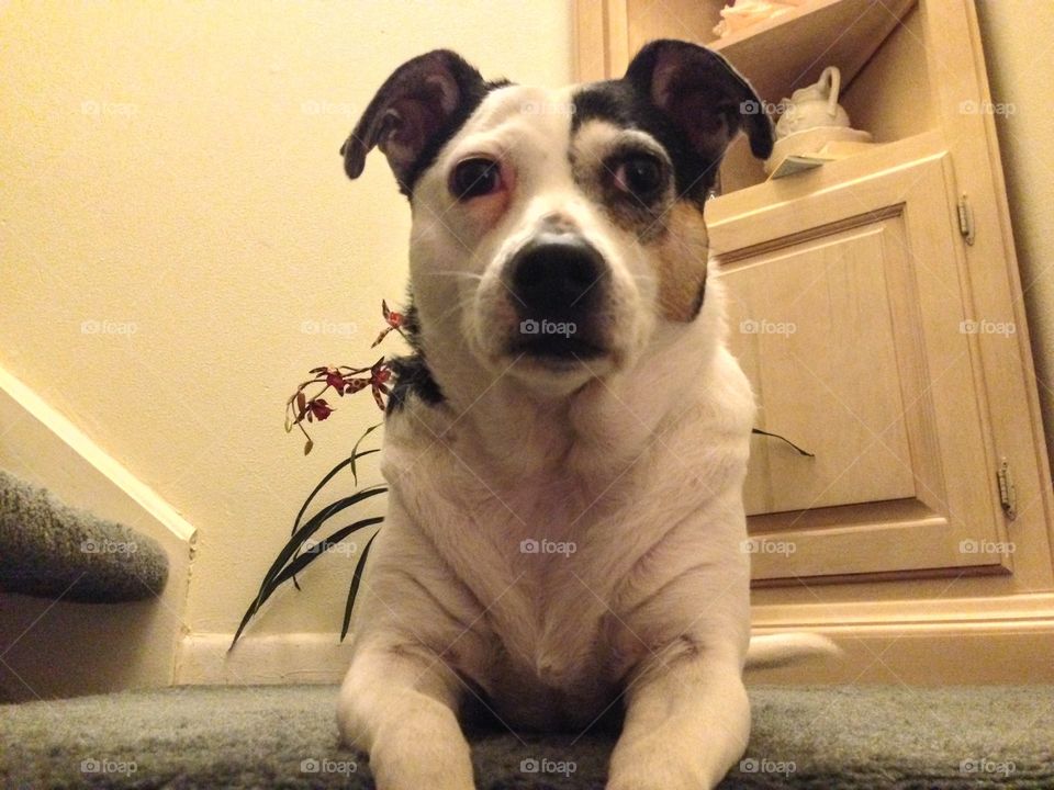 Dog on the stairs