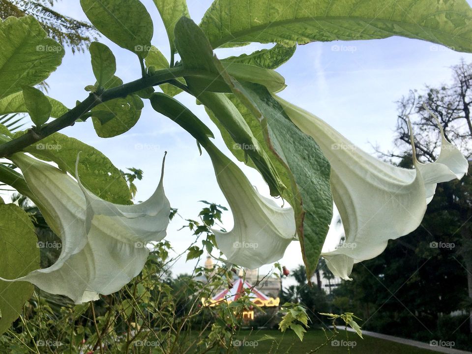 First Daturas blooming for the New Year