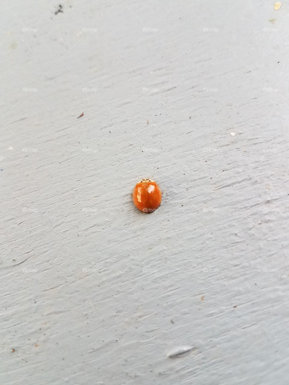 Spotless ladybug
