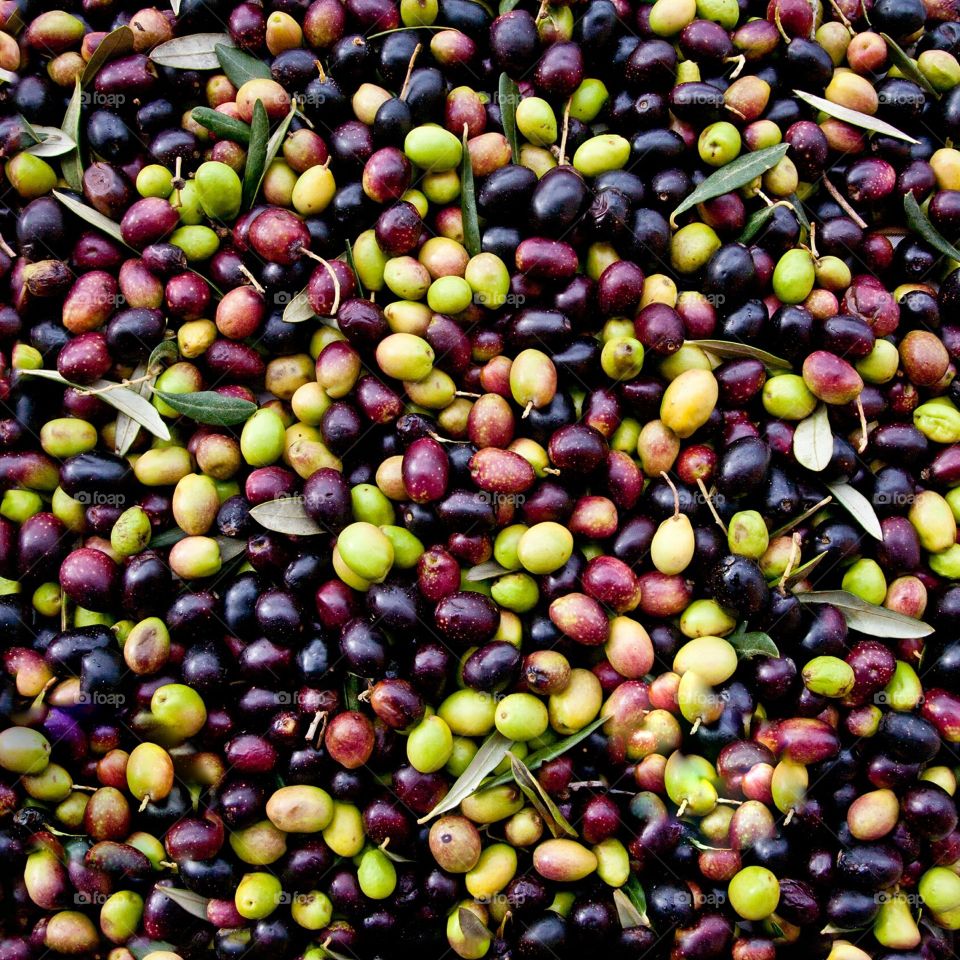 olive di Peranzana, Puglia - Italy