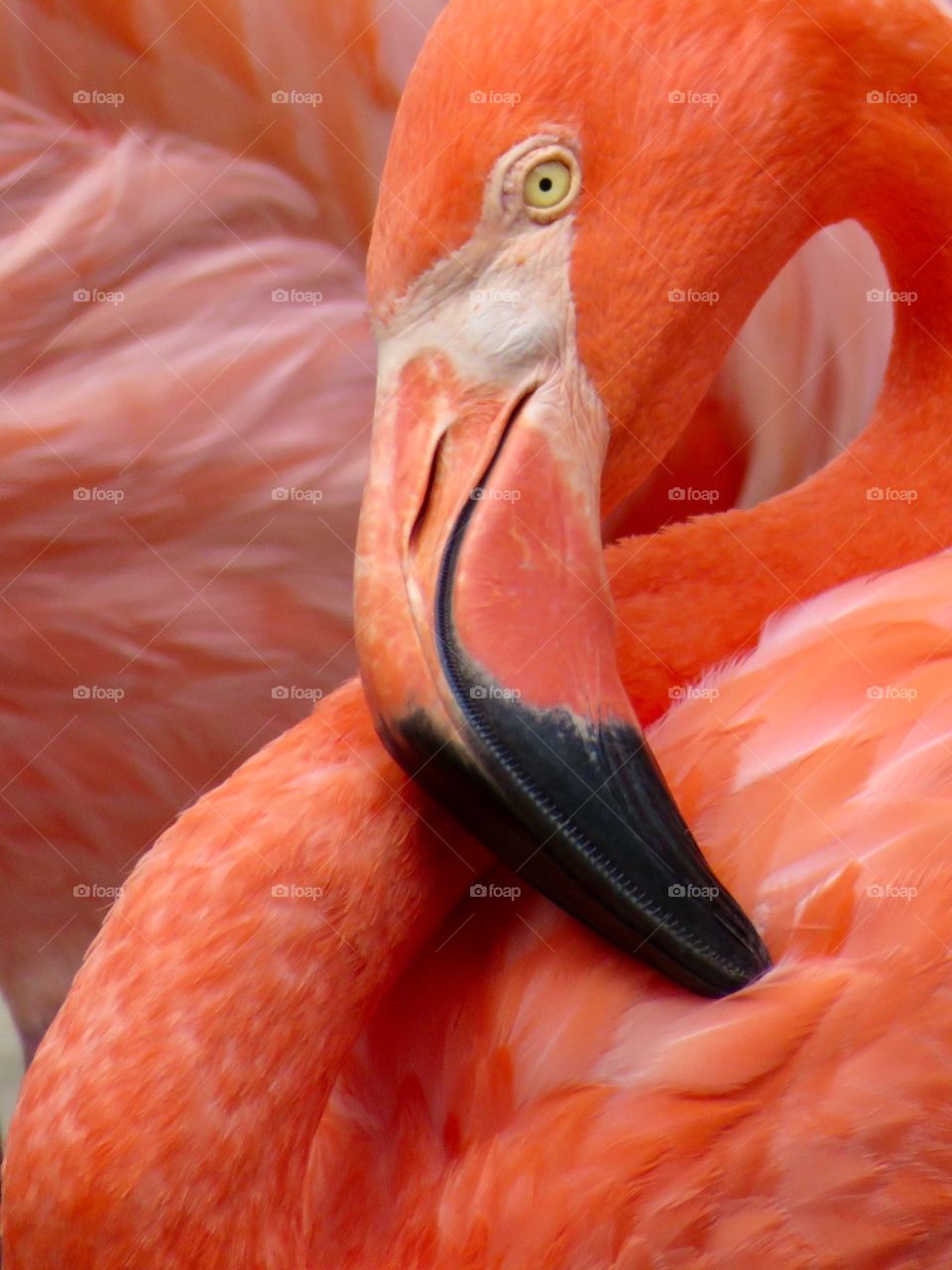Flamingo II