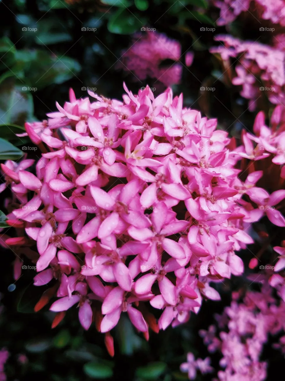 Ixora chinensis, commonly known as Chinese ixora, is a species of plant of the genus Ixora.