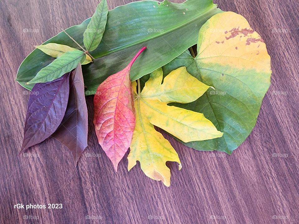 diversity in leaves