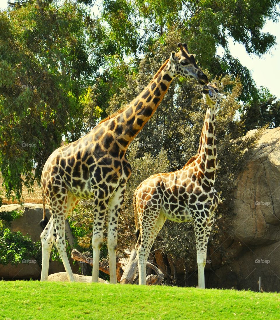 giraffes in Valencia biopark
