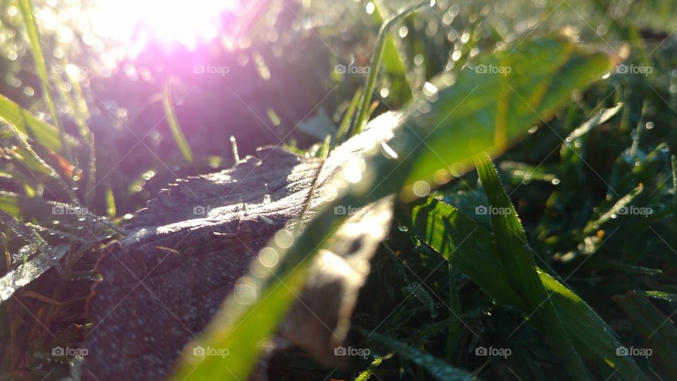 Grass and A Leaf