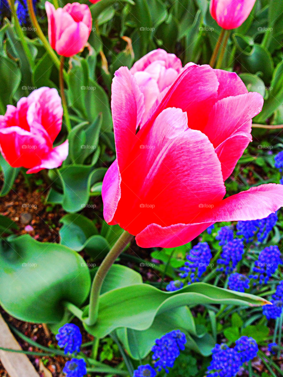 Pink tulip