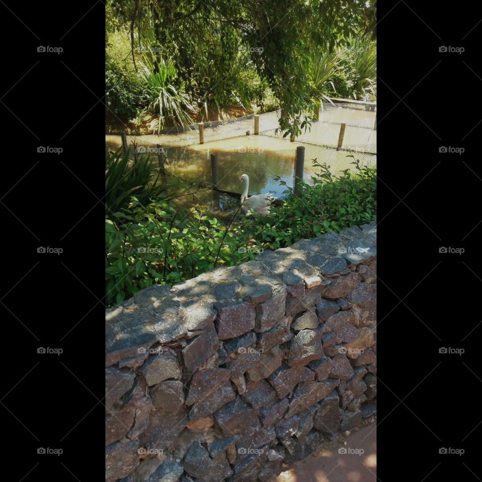 A duck ❤