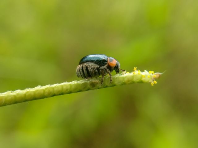 Black ladybug on the grass.