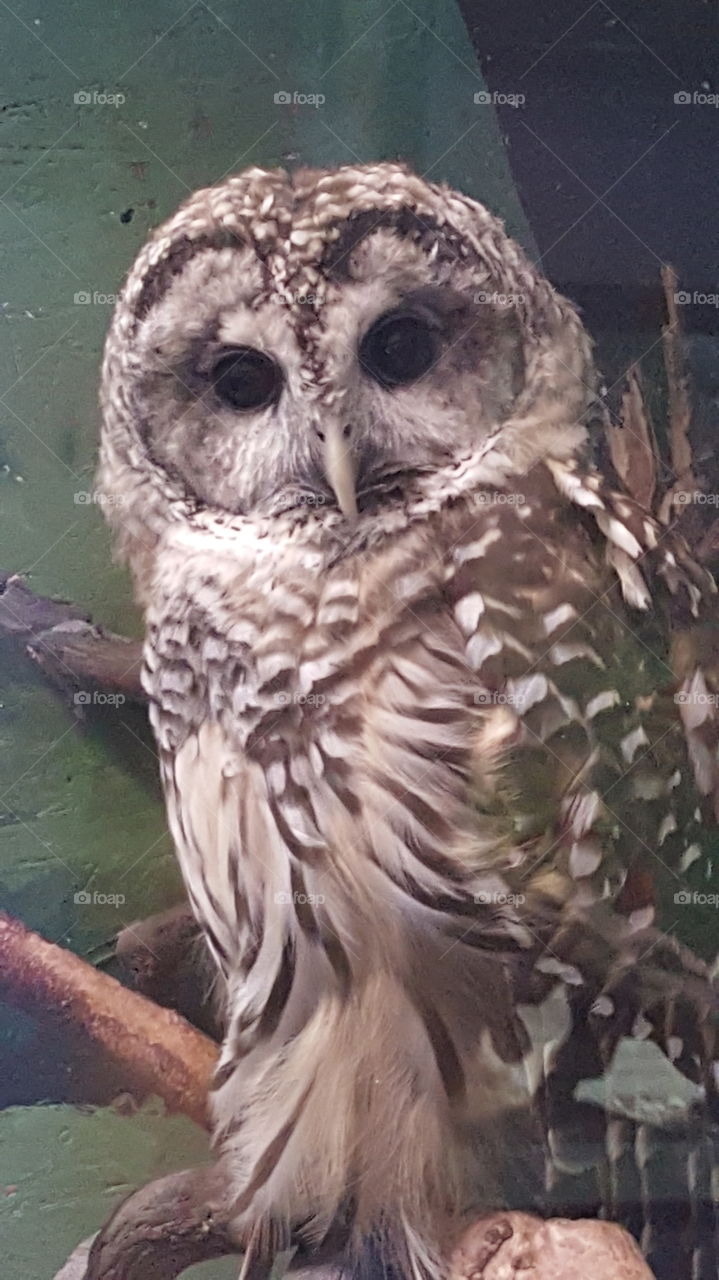 Barred Owl