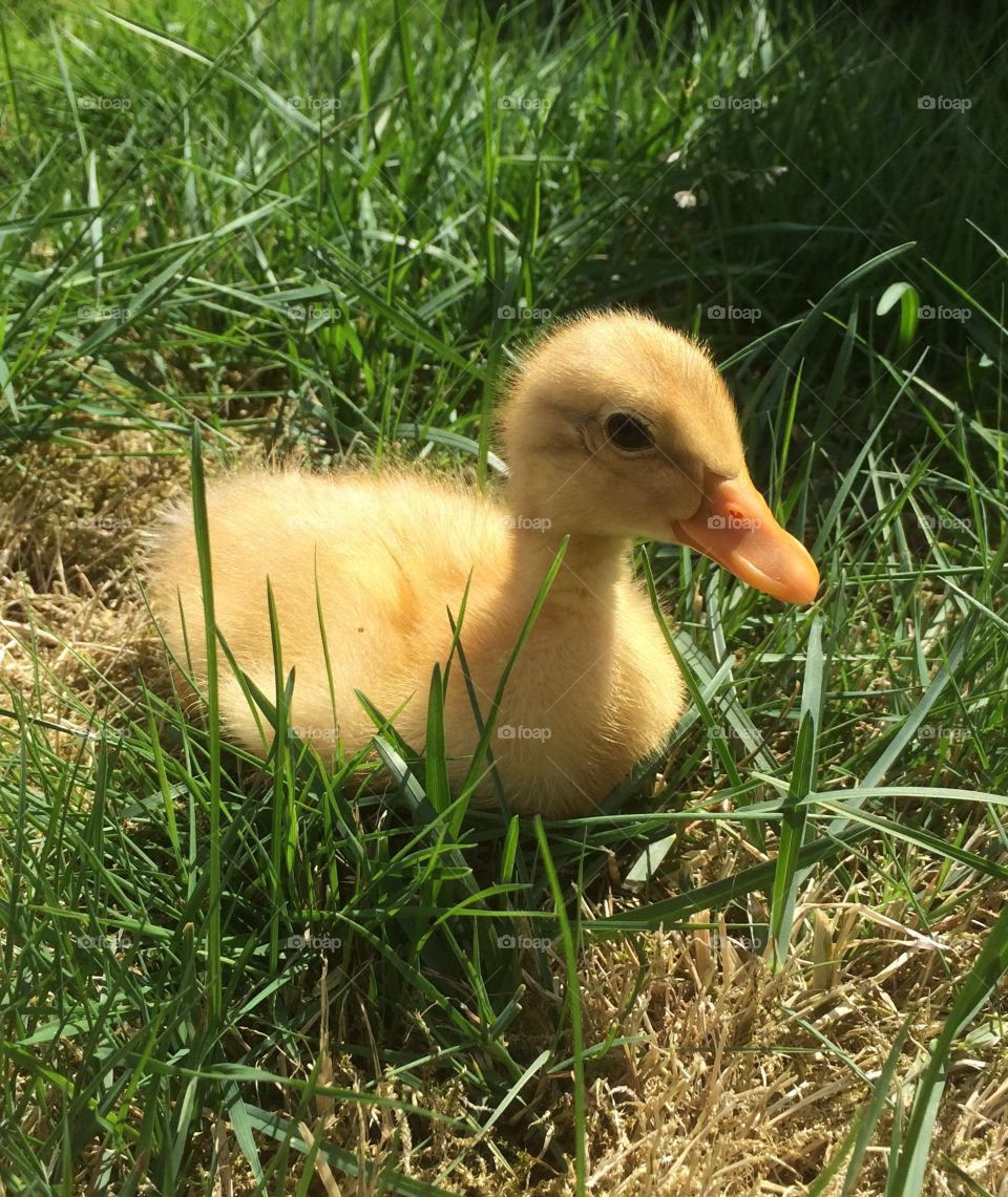 Duckling