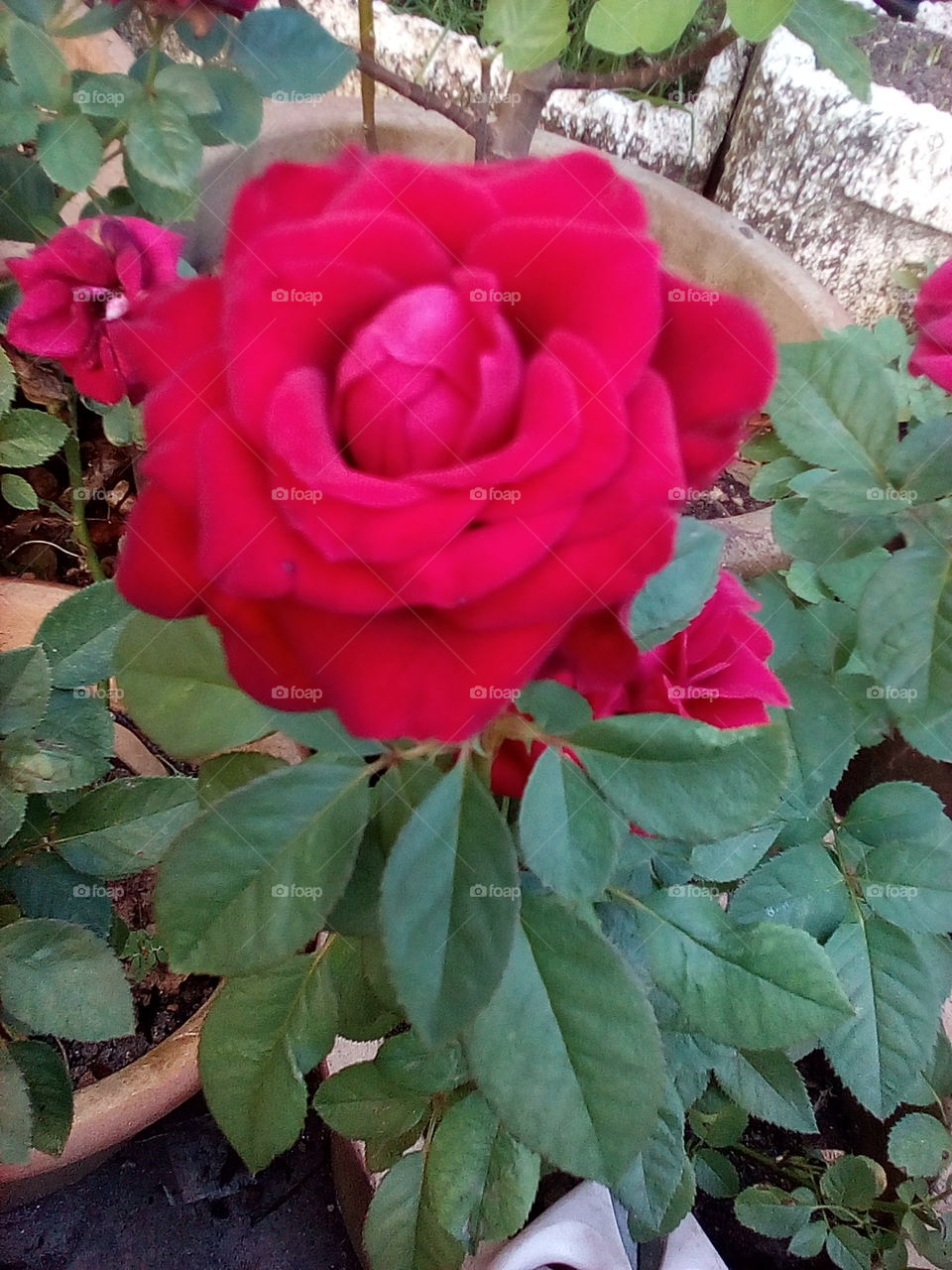 Rose Mawar Ros
