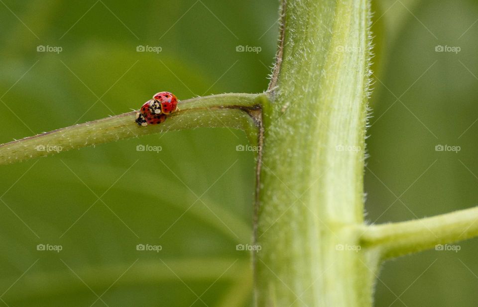 love ladybug