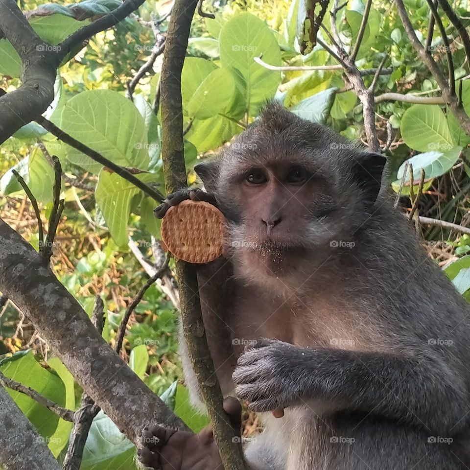 monkey