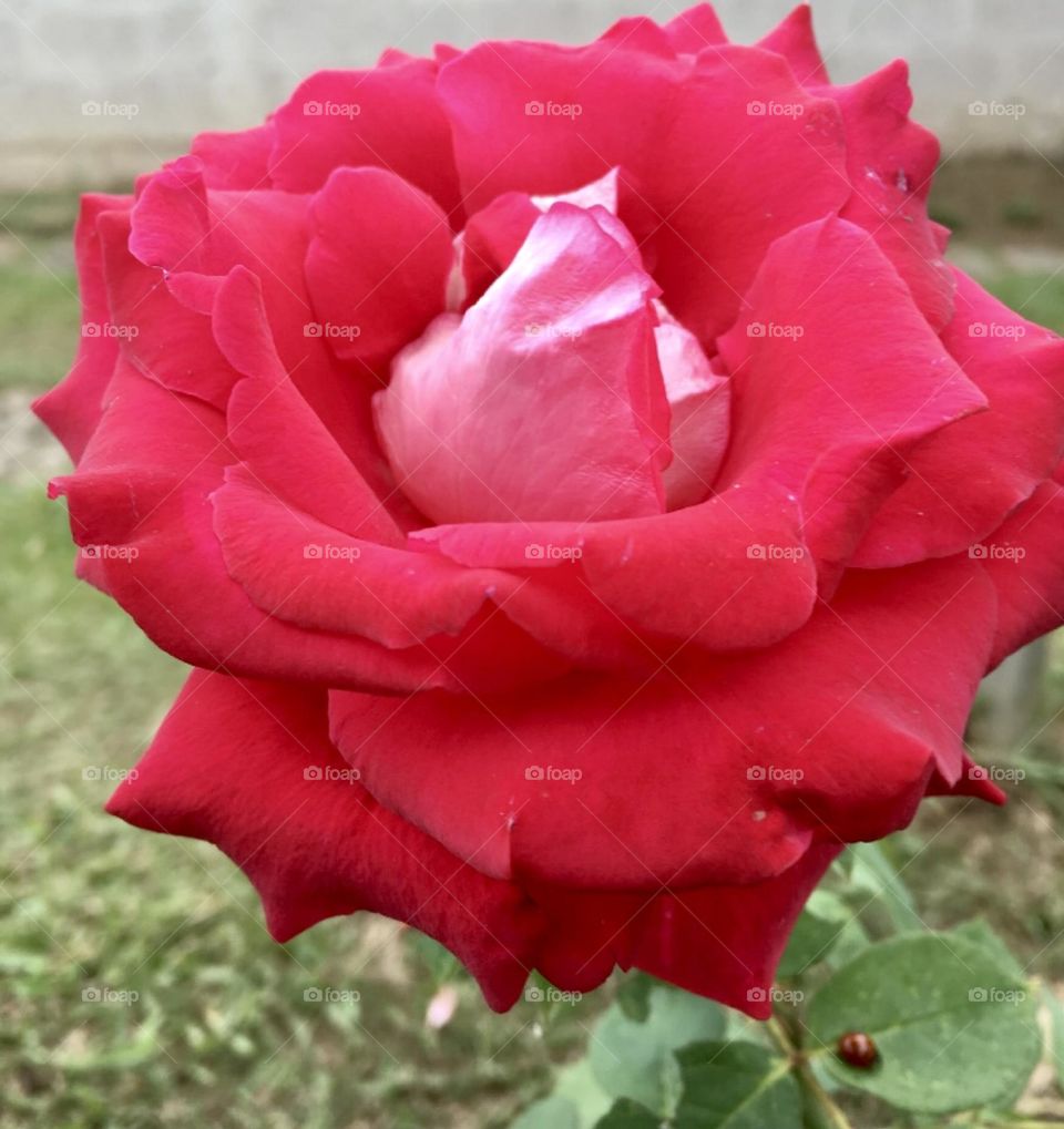 🌹 🇺🇸 Very beautiful flowers to brighten our day.  Live nature and its beauty. Did you like the delicate petals? / 🇧🇷 Flores muito bonitas para alegrar nosso dia. Viva a natureza e sua beleza. Gostaram das pétalas delicadas? 
