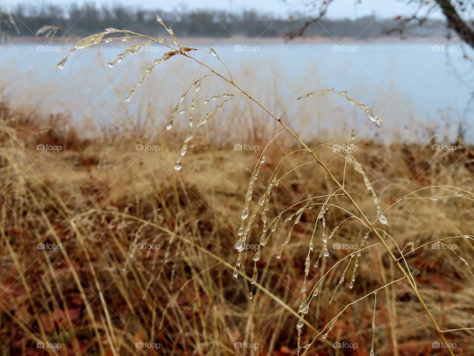 Water gathering on prairie grass. Beautiful foggy blue skies dance in the background. "Fill Your Cup Full".