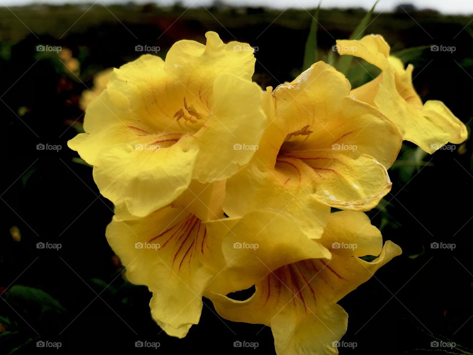 Beautiful yellow flower flowering 