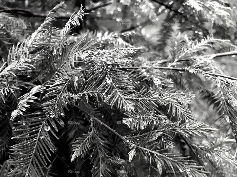 Beautiful cedar tree after a rain.