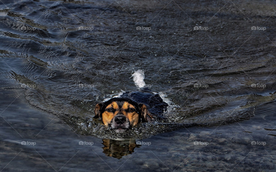 dog water lake mammals by berry