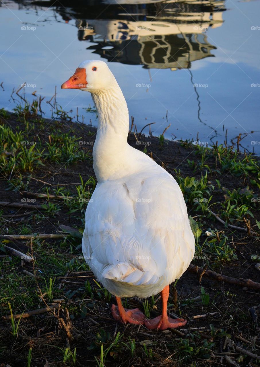 Goose