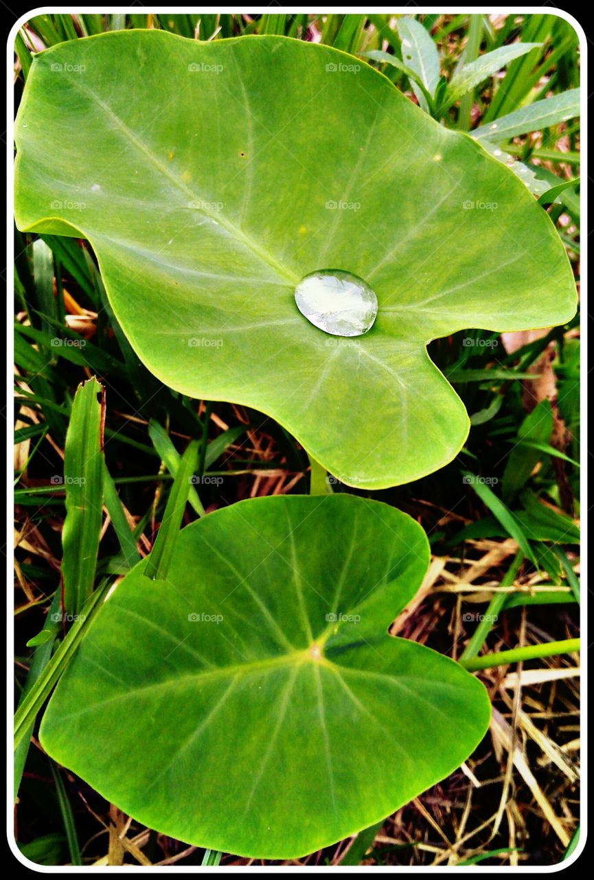 its shows the rain drop in a leaf,no caption just the wonder of the photo and the bonding of the leaf and the water drop...