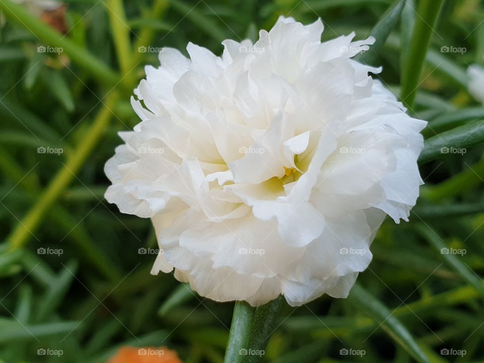 the portulaca grandiflora