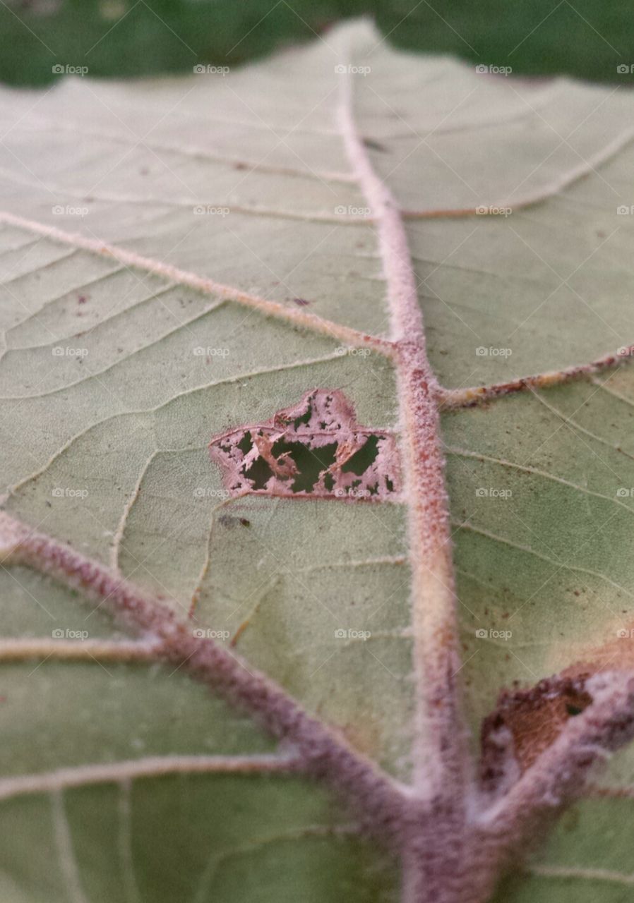 fuzzy leaf vein