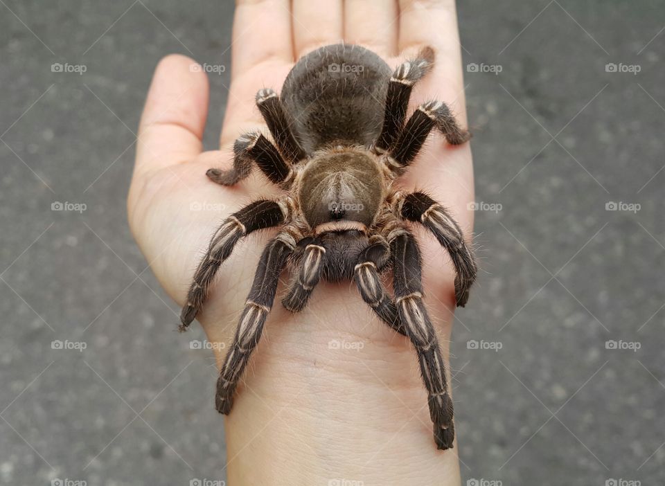 Tarantula