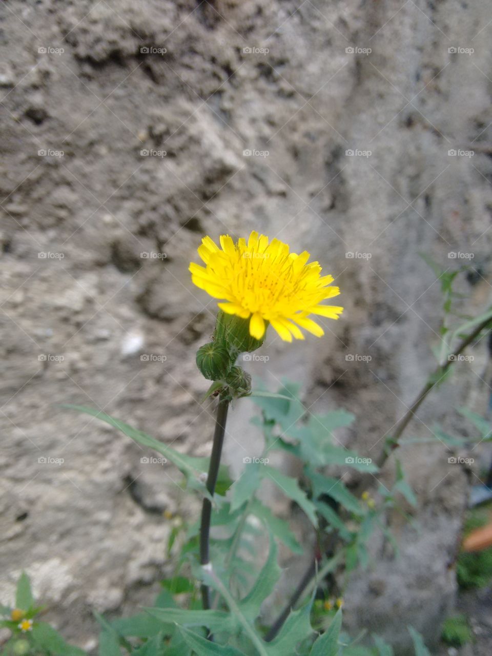 Dandelion flower