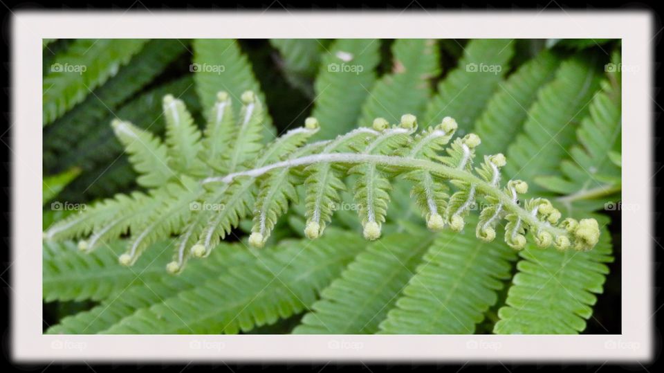 Fern Tropical Plant 