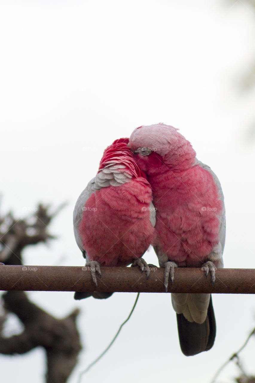 two pink and grey galahs embracing, showing love and care