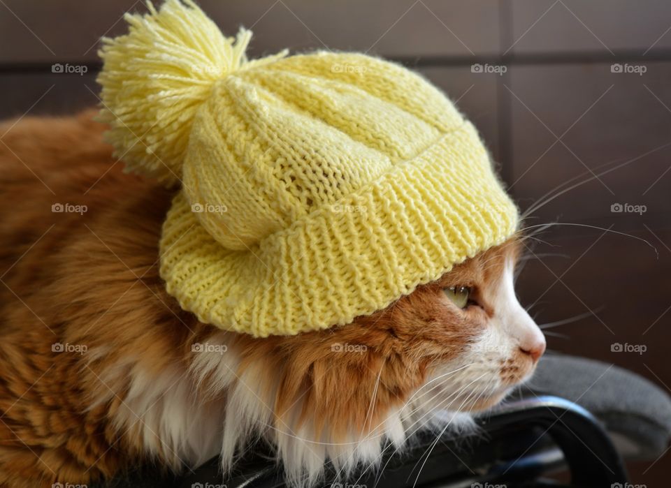 cat pet in the yellow hat fashionable