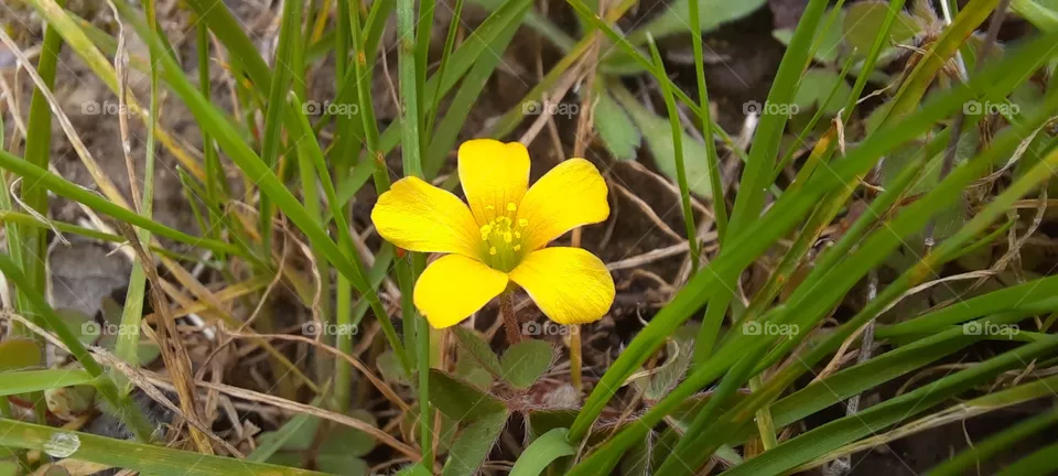 Beautiful yellow