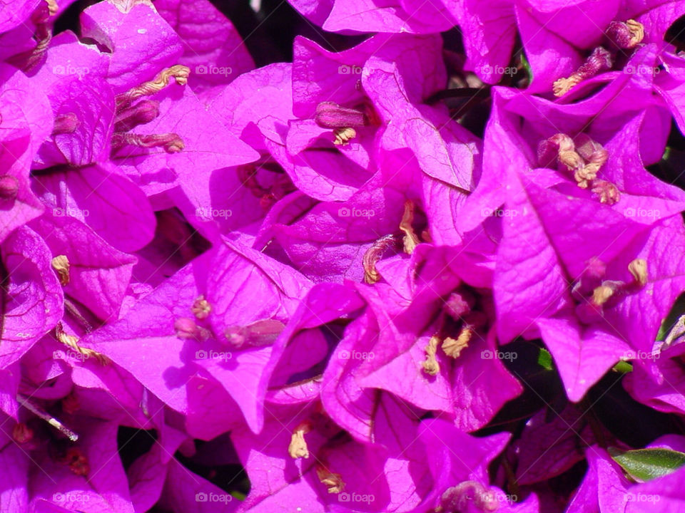 flowers purple bunch bougainvillea by kshapley