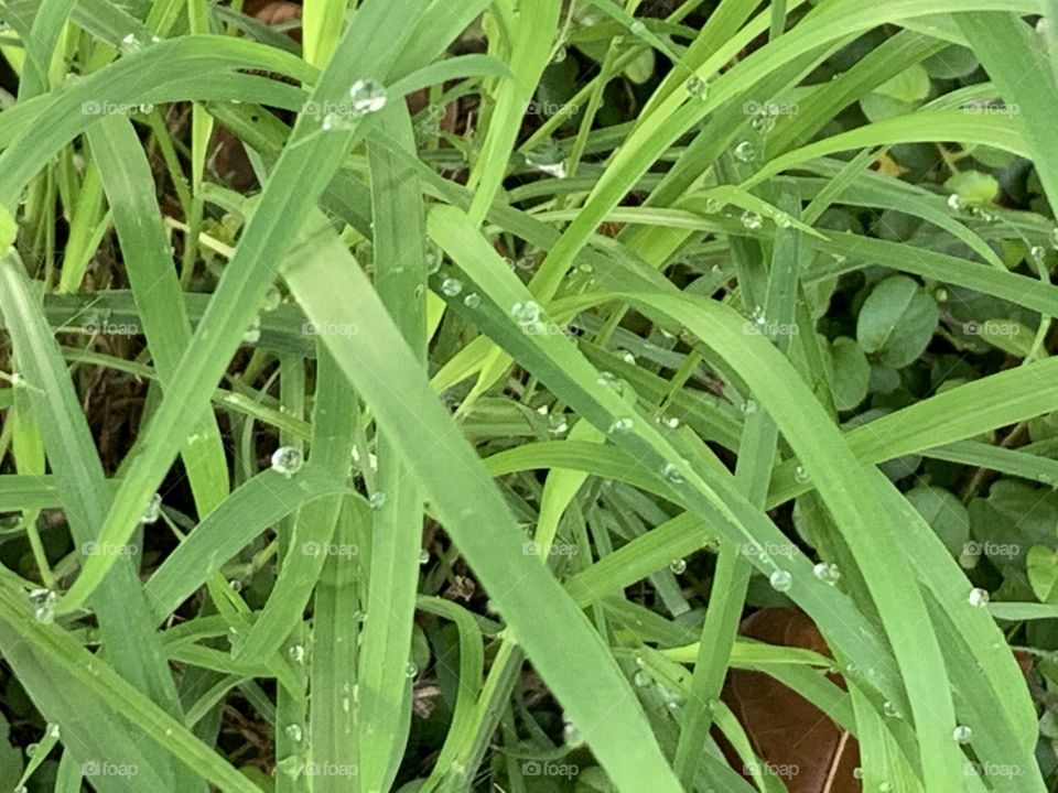 Portrait of a plant.