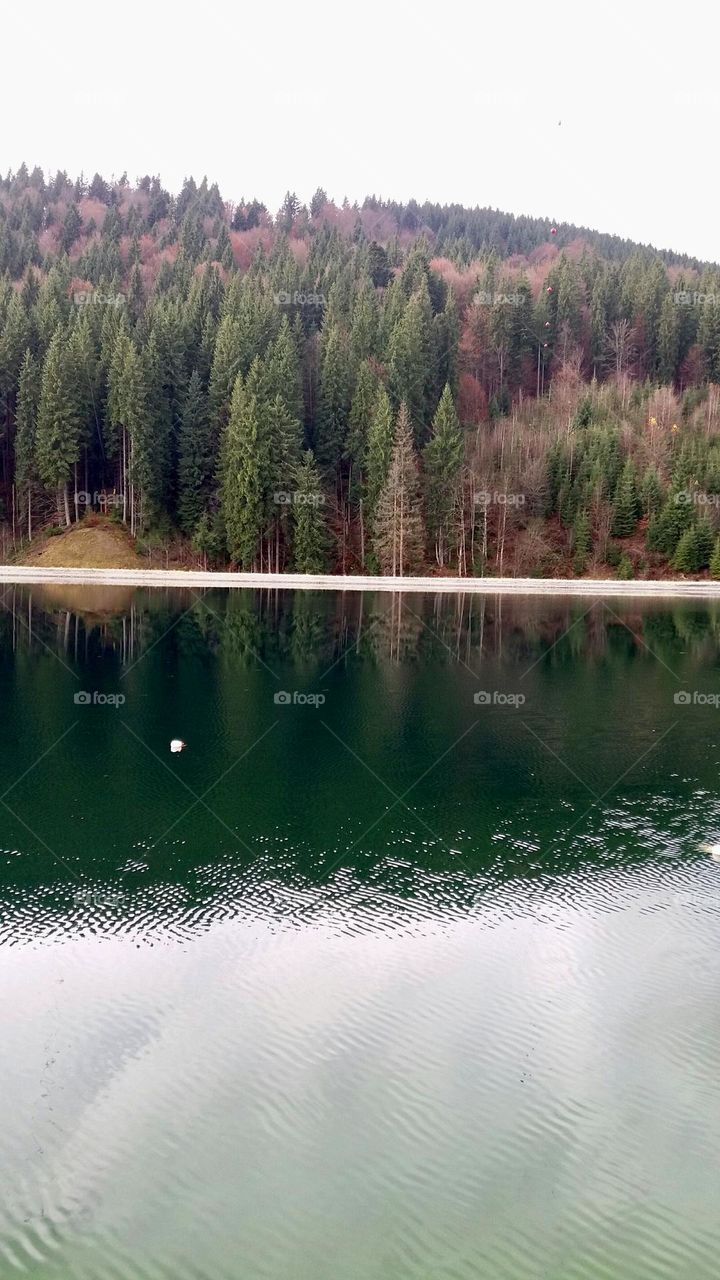 Big lake in the forest 