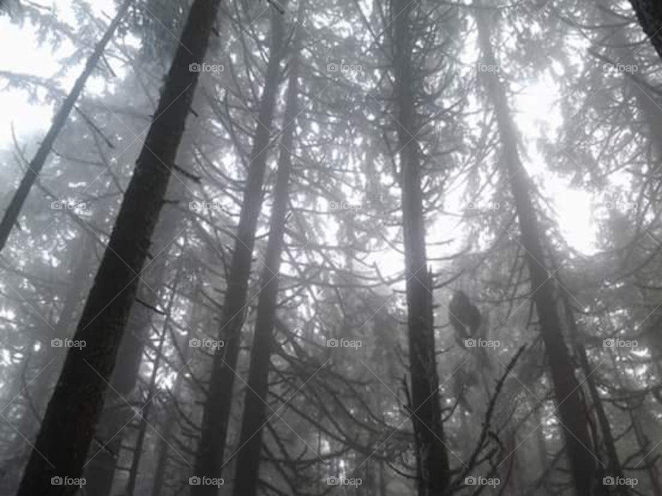 trees in the fog