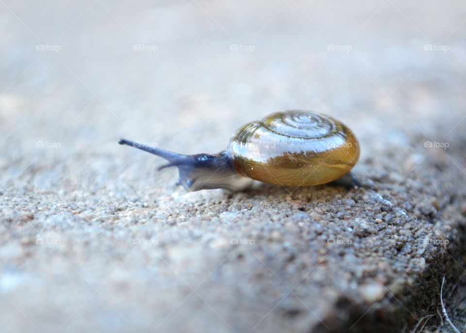 snail