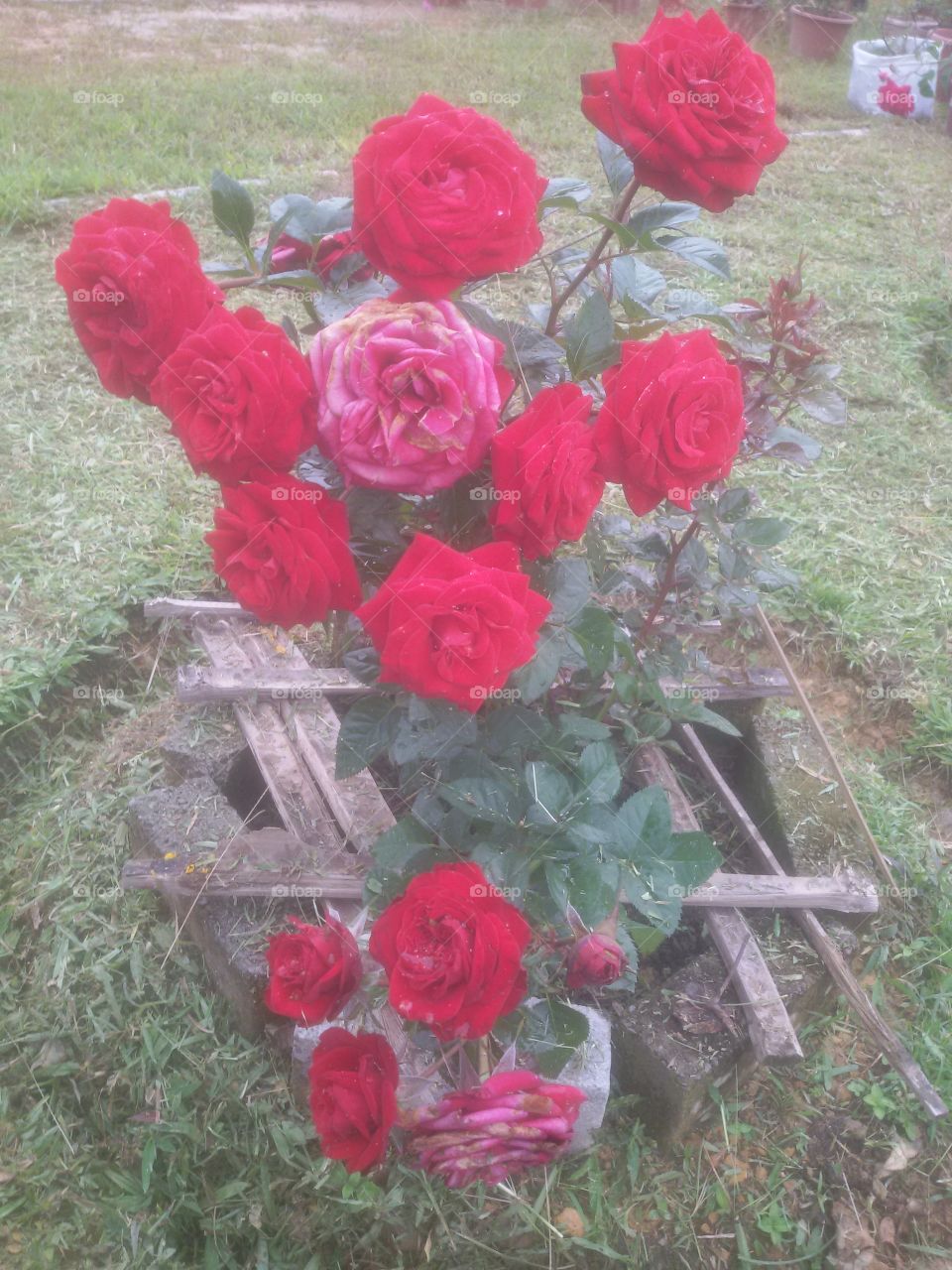 Red roses