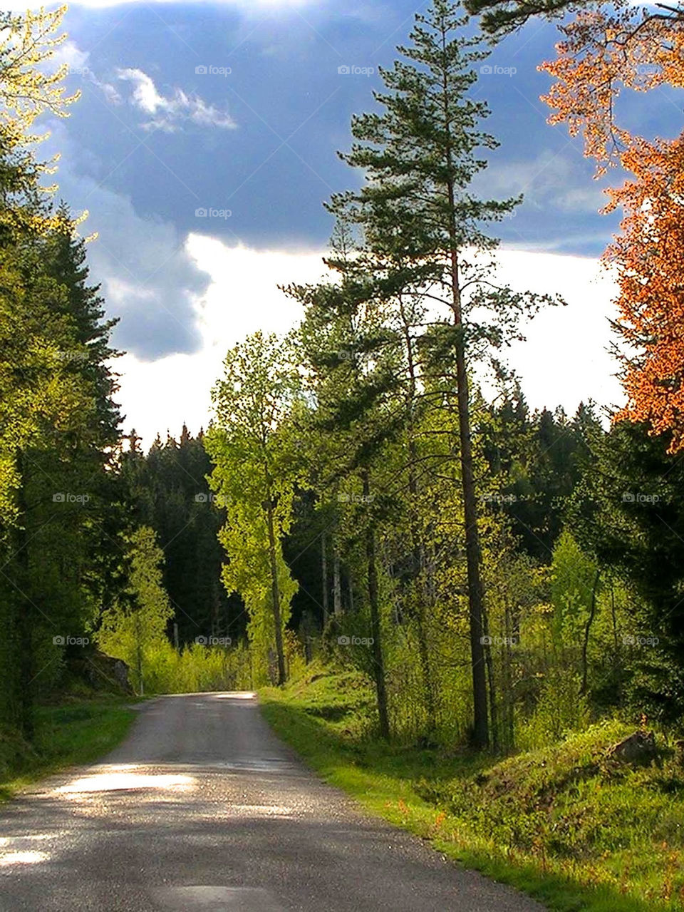 sweden spring wood forest by ylvafloreman