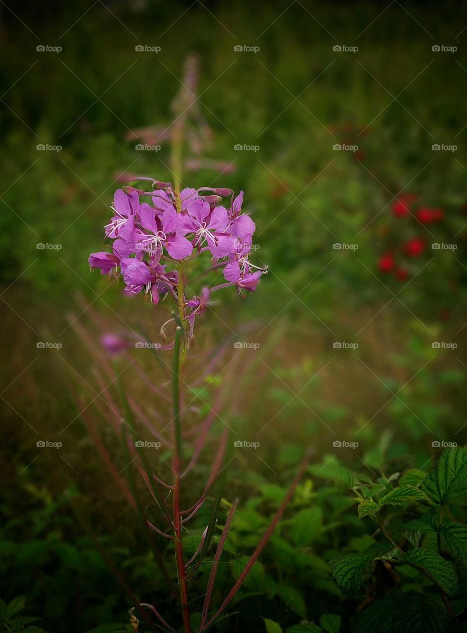 Pink forest flower