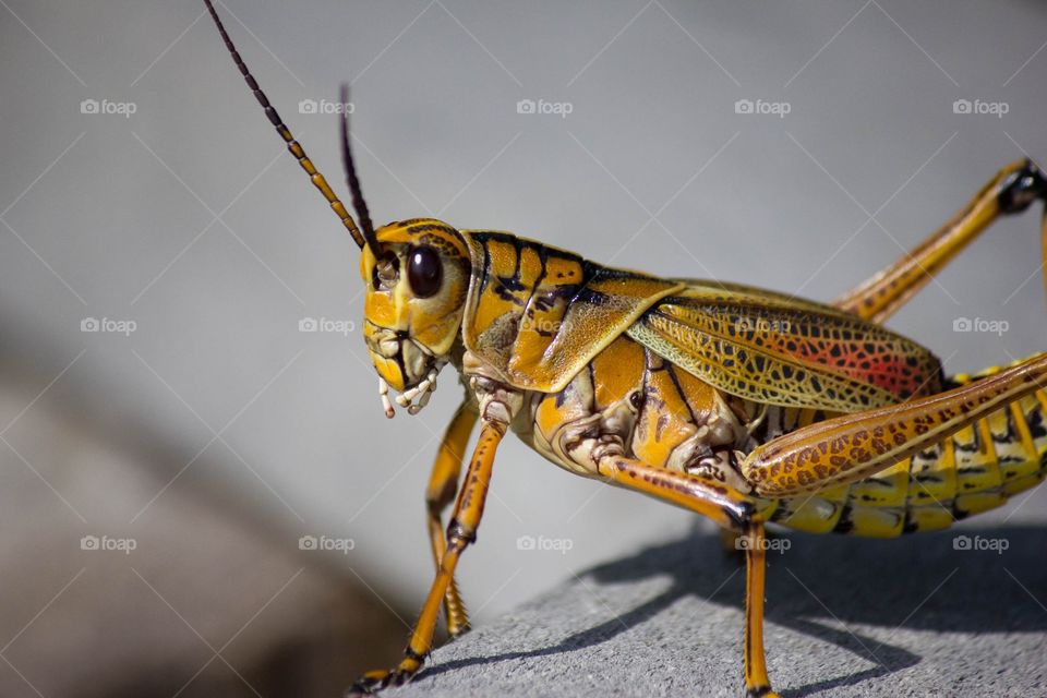 Closeup of grasshopper