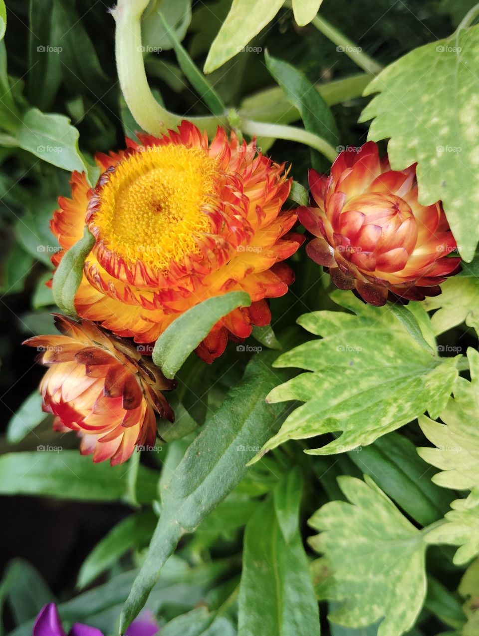 yellow flower seasonal fresh shurb small size looks very beautiful generally found everywhere