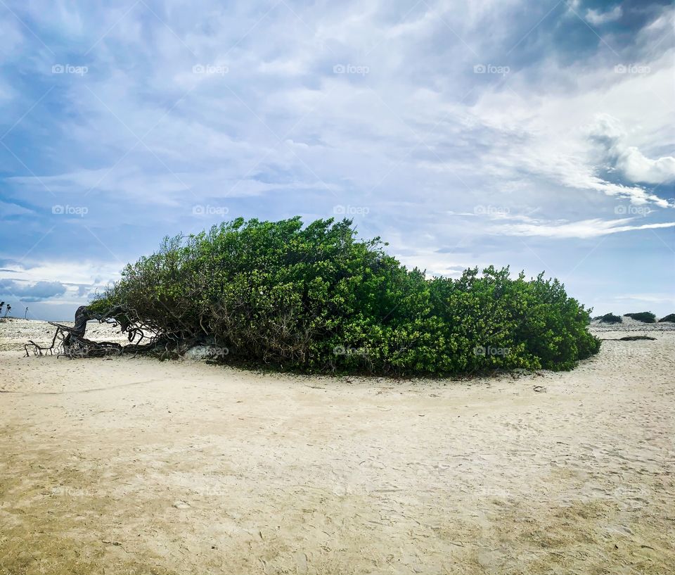 laziness tree. This tree growing in the sand . the tree was blown by the wind and the branches made new roots in the ground. 