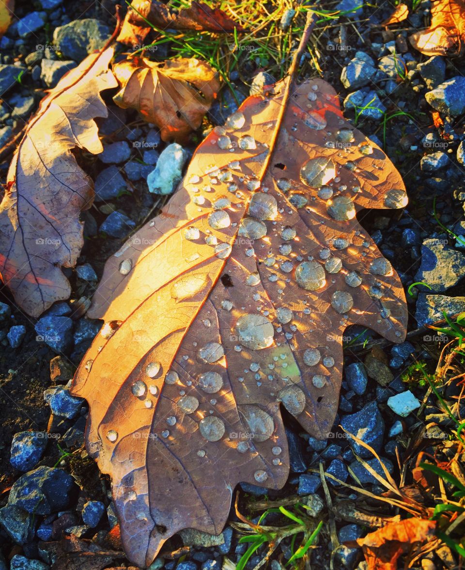 Raindrops on dry leaf