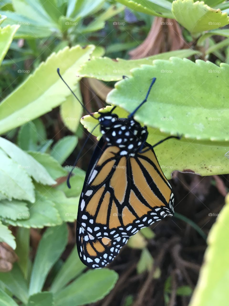 Monarch butterfly